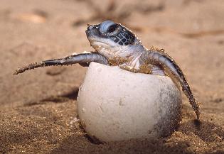 tortuga-marina-nacimiento